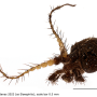 Idioptera sparsipunctum : body part(s) - head and antenna