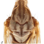 Idioptera sparsipunctum : body part(s) - thorax