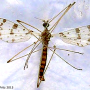 Idioptera submarmorata : habitus - male