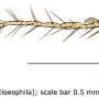 Idioptera submarmorata : body part(s) - antenna