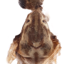 Idioptera submarmorata : body part(s) - head and thorax