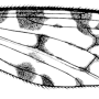 Idioptera submarmorata : wing