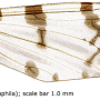 Idioptera submarmorata : wing