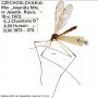 Idioptera trimaculata : habitus - male