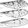 Idioptera trimaculata : wing