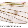 Idioptera trimaculata : wing