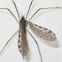 Idioptera verralli : habitus - female