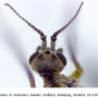 Idioptera verralli : body part(s) - head and antenna