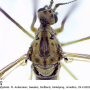 Idioptera verralli : body part(s) - head and thorax
