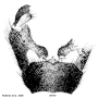 Idioptera verralli : hypopygium