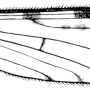 Idioptera verralli : wing