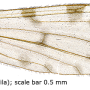Idioptera verralli : wing