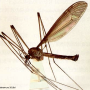 Indotipula yamata yamata: habitus - male