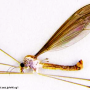 Indotipula yamata yamata: habitus - male