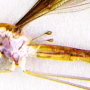 Indotipula yamata yamata: habitus - male