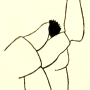 Indotipula yamata yamata: hypopygium
