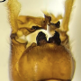Indotipula yamata yamata: hypopygium