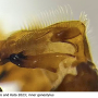 Indotipula yamata yamata: hypopygium