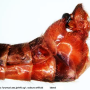 Indotipula yamata yamata: hypopygium
