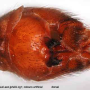 Indotipula yamata yamata: hypopygium