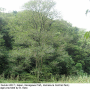 Indotipula yamata yamata: habitat