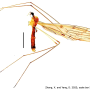 Libnotes (Laosa) chikunyangi : habitus - male