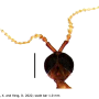 Libnotes (Laosa) chikunyangi : body part(s) - head and antenna