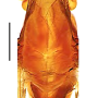 Libnotes (Laosa) chikunyangi : body part(s) - thorax