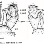 Libnotes (Laosa) chikunyangi : hypopygium