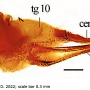 Libnotes (Laosa) chikunyangi : ovipositor