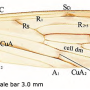 Libnotes (Laosa) chikunyangi : wing