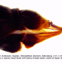 Libnotes (Afrolimonia) ladogensis : ovipositor