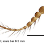 Limnophila (Limnophila) pictipennis : body part(s) - antenna