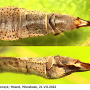 Limnophila (Limnophila) pictipennis : ovipositor