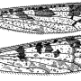 Limnophila (Limnophila) pictipennis : wing
