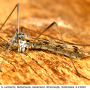 Limnophila (Limnophila) schranki : habitus - female