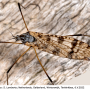 Limnophila (Limnophila) schranki : habitus - female