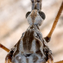 Limnophila (Limnophila) schranki : body part(s) - head and thorax