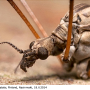 Limnophila (Limnophila) schranki : body part(s) - head and thorax