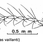 Limonia flavipes : body part(s) - antenna