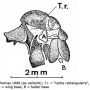 Limonia flavipes : body part(s) - thorax