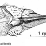 Limonia flavipes : ovipositor