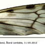 Limonia flavipes : wing