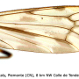 Limonia flavipes : wing