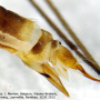 Limonia macrostigma : ovipositor