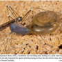 Limonia nubeculosa : habitus - female