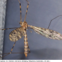 Limonia nubeculosa : habitus - female