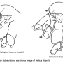 Limonia nubeculosa : body part(s) - thorax