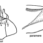 Limonia nubeculosa : hypopygium