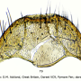 Limonia nubeculosa : hypopygium